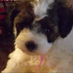 Meet your Posher, Mickey